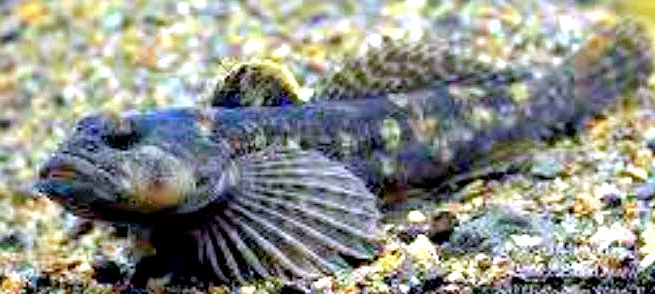 Cottus hispaniolensis_04.jpg